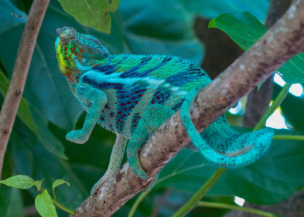 The chameleon responds.